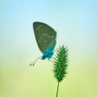 Портрет фотографа (аватар)  Viki & Igor (Viki & Igor)