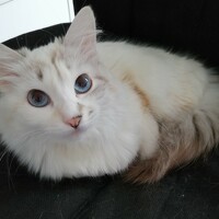 Фотография Dghalil Портрет фотографа (аватар) Dghalil