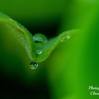 Портрет фотографа (аватар) Chester chen