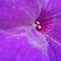 Портрет фотографа (аватар) Ольга Лагунова (Olga Lagynova)