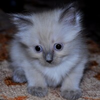 Портрет фотографа (аватар) Шабаров Алексей