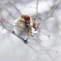 Портрет фотографа (аватар) Веретельников Дмитрий (Dmitry Veretelnikov)