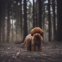 Портрет фотографа (аватар) Анастасия Жучкова (Anastasia Zhuchkova)