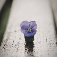 Портрет фотографа (аватар) Ольга Вороная (Olga Voronaya)