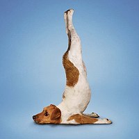 Фотография Анна Шаньгина Портрет фотографа (аватар) Анна Шаньгина