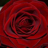 Портрет фотографа (аватар) Lilu (G)