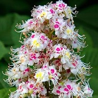 Портрет фотографа (аватар) Anaiis