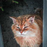 Портрет фотографа (аватар) Elena Anatol\\\'evna