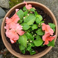 Портрет фотографа (аватар) sveta (Sveta)