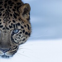 Портрет фотографа (аватар) Максим Баженов (Miroslava Karpovich)