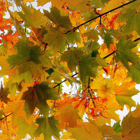 Портрет фотографа (аватар) Вера Саша Натан Фотогруппа ВЕСНА (VESNA  -  Vera   Sasha Nathan)