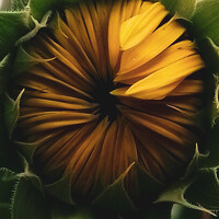 Портрет фотографа (аватар) Green light