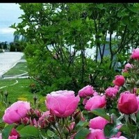 Портрет фотографа (аватар) Hamed Omar