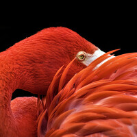 Портрет фотографа (аватар) BlogEmnet H.M.A