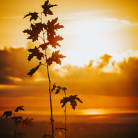 Фотография Pointu Портрет фотографа (аватар) Pointu