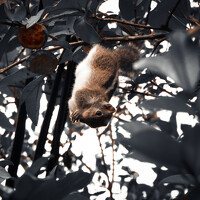 Портрет фотографа (аватар) Mohammad Arham Mohammad Arham (Thowfeek Mohammad Arham)