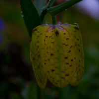 Портрет фотографа (аватар) Ксения Жулина (Zhulina Ksenia)