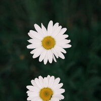 Портрет фотографа (аватар) Phạm Nam (PHAM HONG NAM)