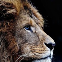 Портрет фотографа (аватар) Timur