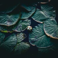 Портрет фотографа (аватар) D.Sheyda