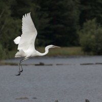 Фотография Елена Амозова (Elena Belova) Портрет фотографа (аватар) Елена Амозова (Elena Belova)