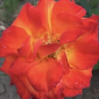 Портрет фотографа (аватар) Sara Fudl