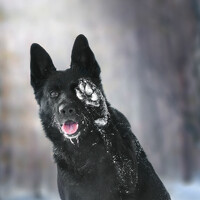 Портрет фотографа (аватар) Суханова Яна (Суханова)