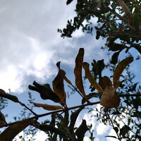 Портрет фотографа (аватар) zahraa kareem