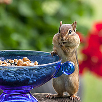 Портрет фотографа (аватар) Vladimir (Максим)