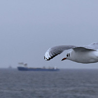 Портрет фотографа (аватар) Денис Швыдкий (Denis Shvydkiy)