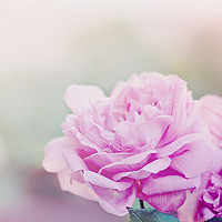 Портрет фотографа (аватар) linda laredj