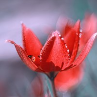 Портрет фотографа (аватар) Iwona Sikorska