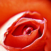 Портрет фотографа (аватар) Kandubasha