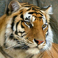 Портрет фотографа (аватар) Yastreb  Zhemsky