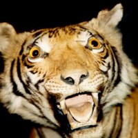 Портрет фотографа (аватар) pizdakotenky