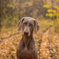 Портрет фотографа (аватар) Камилла Давлетшина (Camilla Davletshina)