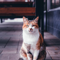 Портрет фотографа (аватар) Зелемхан Темирбулатов (Zelemkhan Temirbulatov)