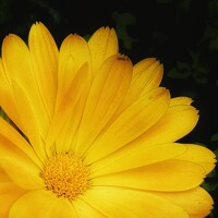 Портрет фотографа (аватар) Harshi Edirisinghe (E A Harshi C Edirisinghe)