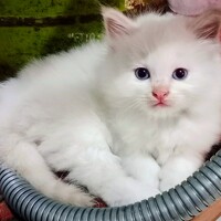 Портрет фотографа (аватар) prasanty Widiawaty (Widiawaty Prasanty)