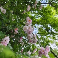 Фотография 哆啦A梦的任意门 Портрет фотографа (аватар) 哆啦A梦的任意门