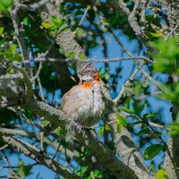 Портрет фотографа (аватар) Eliecer Jaque (Eliecer Matias Jaque Antillanca)