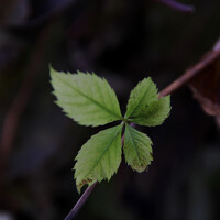 Портрет фотографа (аватар) Aran