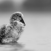 Портрет фотографа (аватар) Kirtesh Mahant (Kirtesh Jagdishchandra Mahant)