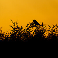 Портрет фотографа (аватар) Роман Данильчик (Raman Danilchyk)