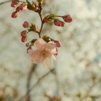 Портрет фотографа (аватар) Igor Shutilov