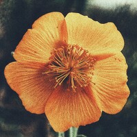 Портрет фотографа (аватар) Joy Kapadia (Joy bhupendra kumar kapadia)