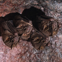 Портрет фотографа (аватар) Rodolfo Rodríguez Ruiz