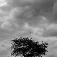 Портрет фотографа (аватар) SHI施 HUIMING惠明