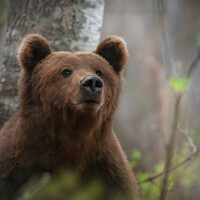 Портрет фотографа (аватар) Дарья