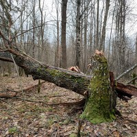 Портрет фотографа (аватар) Алексей Ялышев (Aleksei Yalishev)